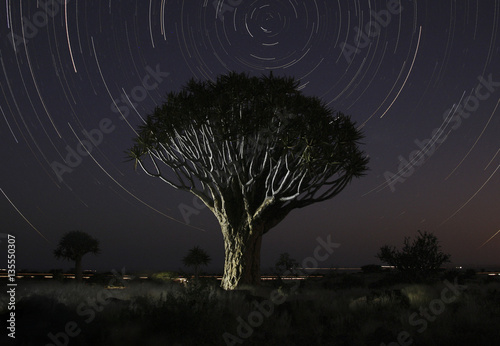 Quivertree under a star trail photo