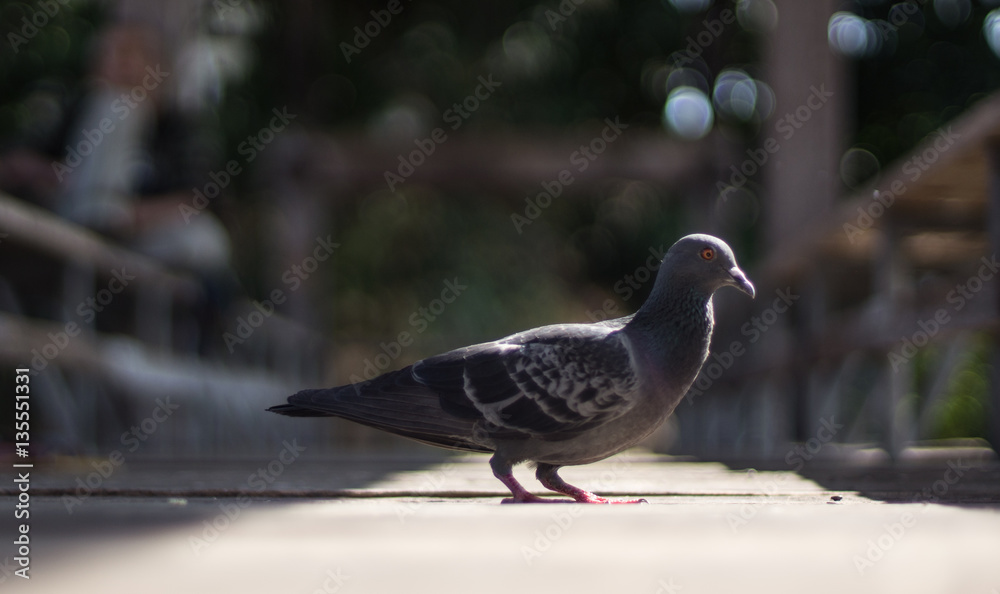 Obraz premium Dove gray
