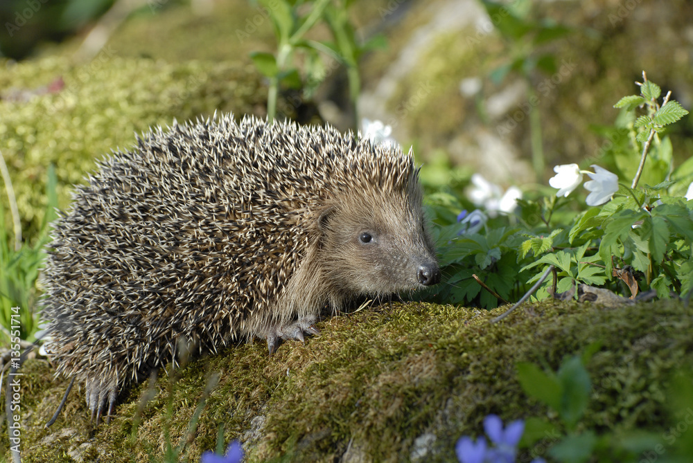 Naklejka premium Igel erwacht