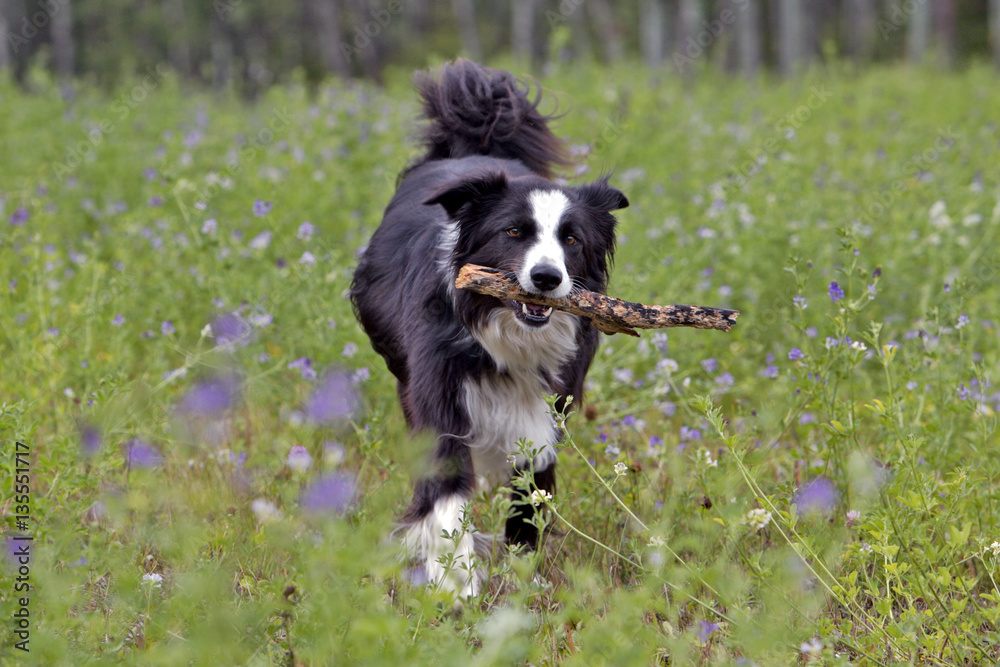 Border Collie playing with stick in flower meadow Border Collie playing with stick in flower meadow
