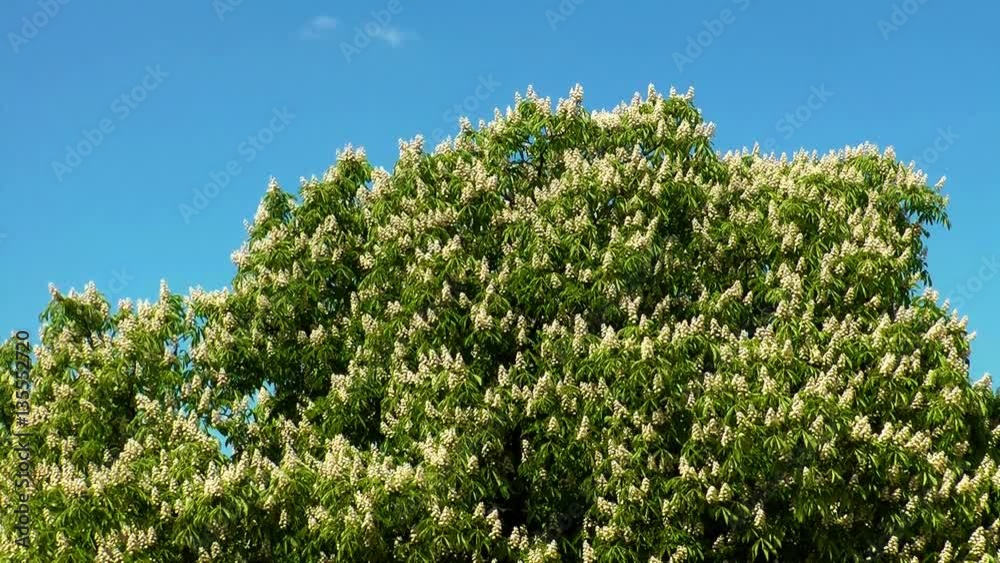 chestnut tree moving in a light breeze chestnut tree moving in a light breeze