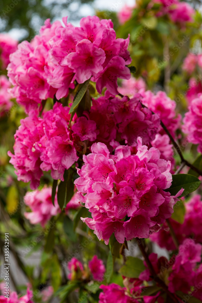 Huge Pink Rhododendrons