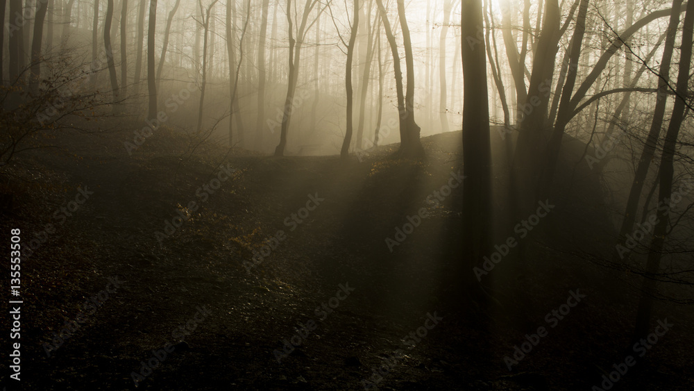 Obraz premium foggy forest