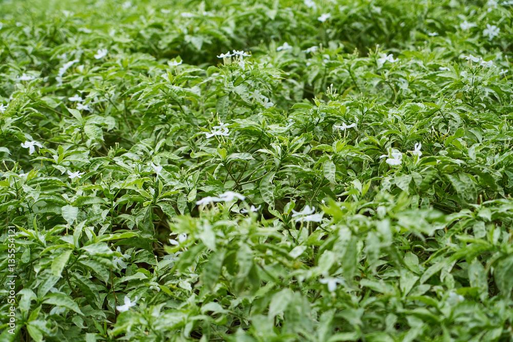 field of grass field of grass