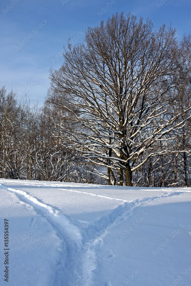 Snowy winter landscape