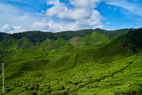 Tea Plantation