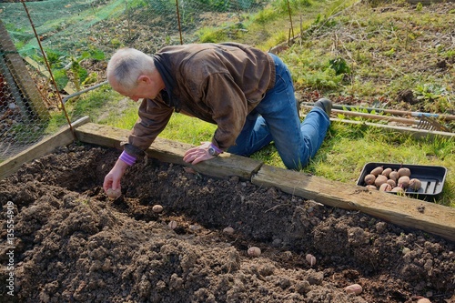 senior man planting potatoes