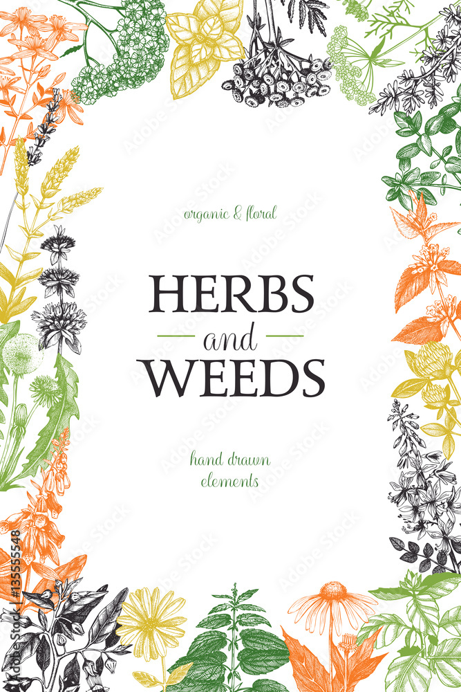 Fotografie Vector design with hand drawn weeds and herbs