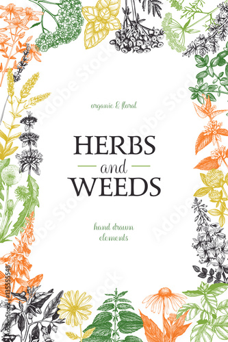 Vector design with hand drawn weeds and herbs. Decorative background with vintage medicinal plants sketch. 