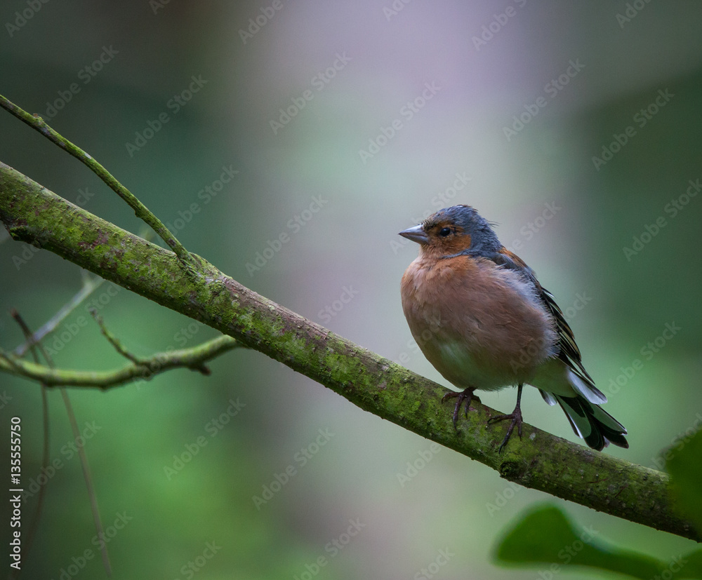 Chaffinch in tree Chaffinch in tree
