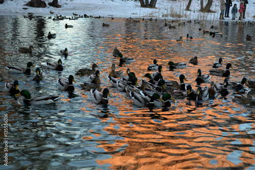 Lots of ducks on the lake