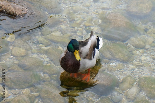 Mallard duck at Konigsee lake