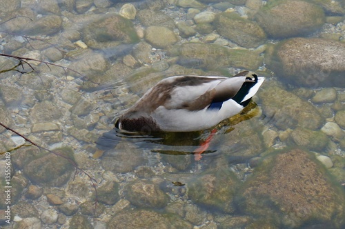 Mallard duck at Konigsee lake
