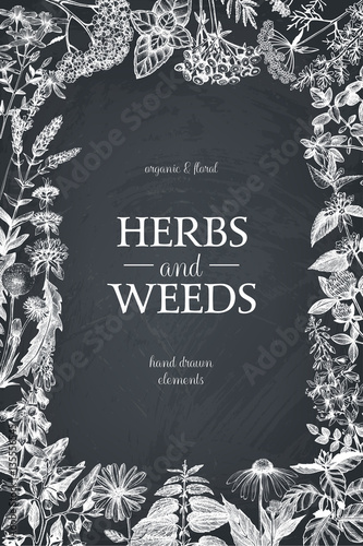 Vector design with hand drawn herbs. Decorative background with vintage medicinal herbs sketch on chalkboard 