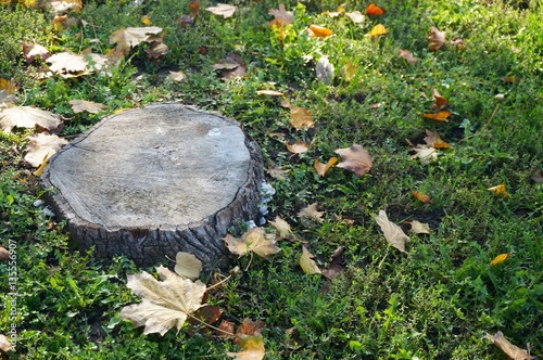 Tree stump on the green grass