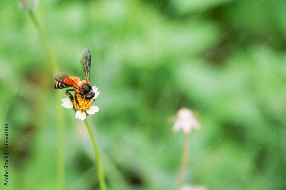 Bee on white flower collecting pollen suck nectar Bee on white flower collecting pollen suck nectar