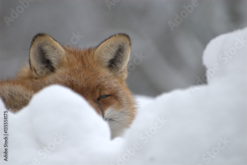 Fuchs im Schnee