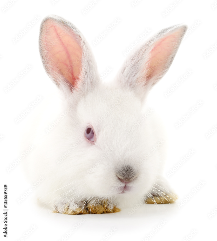 White bunny rabbit. White bunny rabbit.