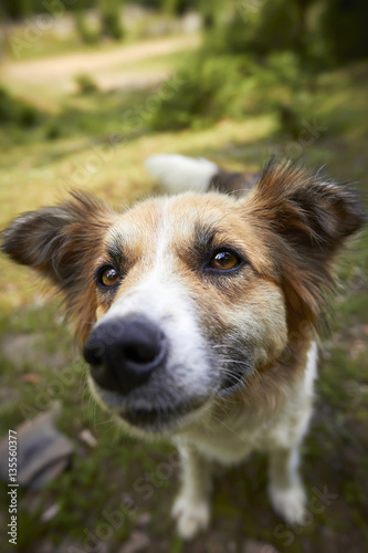 Brown and white dog on green grass