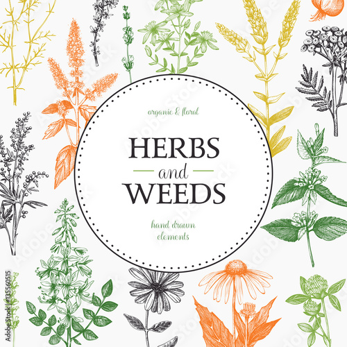 Vector design with hand drawn weeds and herbs. Decorative background with vintage medicinal and aromatic plants sketch. 
