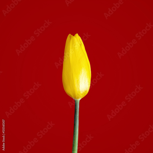Yellow tulip on red background