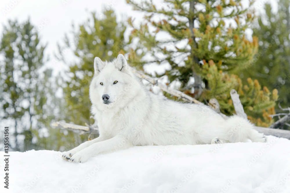 Gray timber wolf (Canis lupus), lying down in snow.