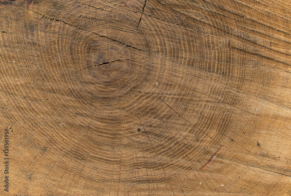 Naklejka premium Wood texture of cut tree.