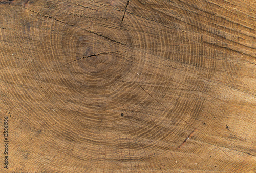 Wood texture of cut tree.
