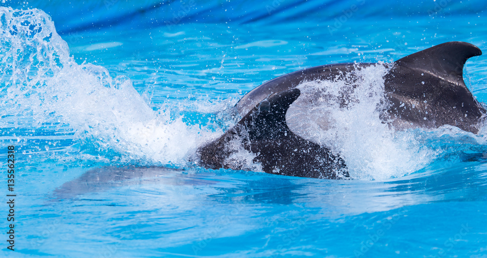 Fototapeta premium two dolphins in the pool
