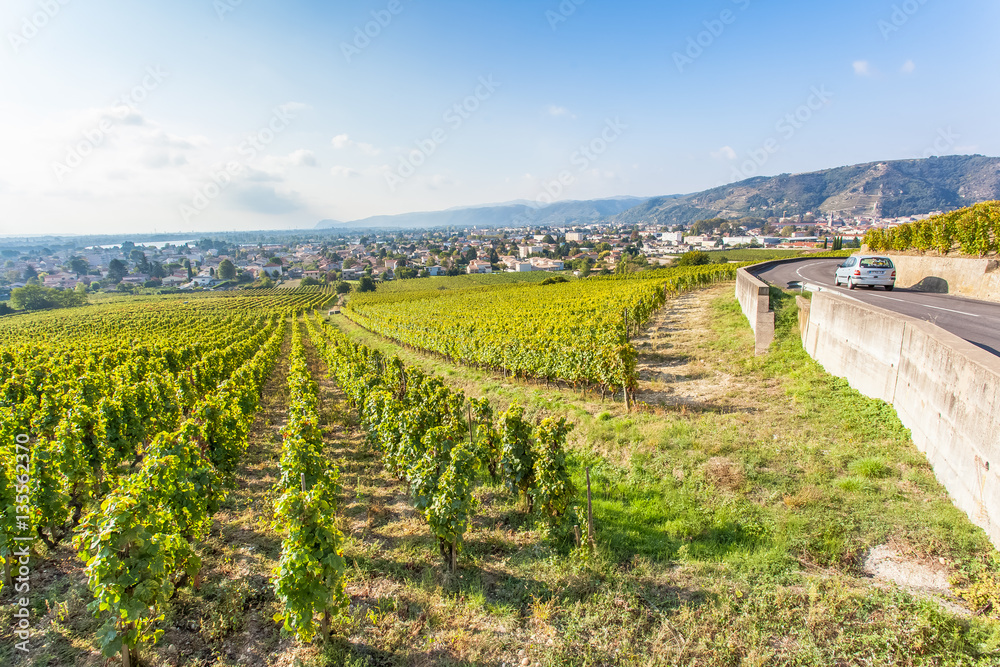 vignoble de Tain-l'Hermitage sur la route des vins 