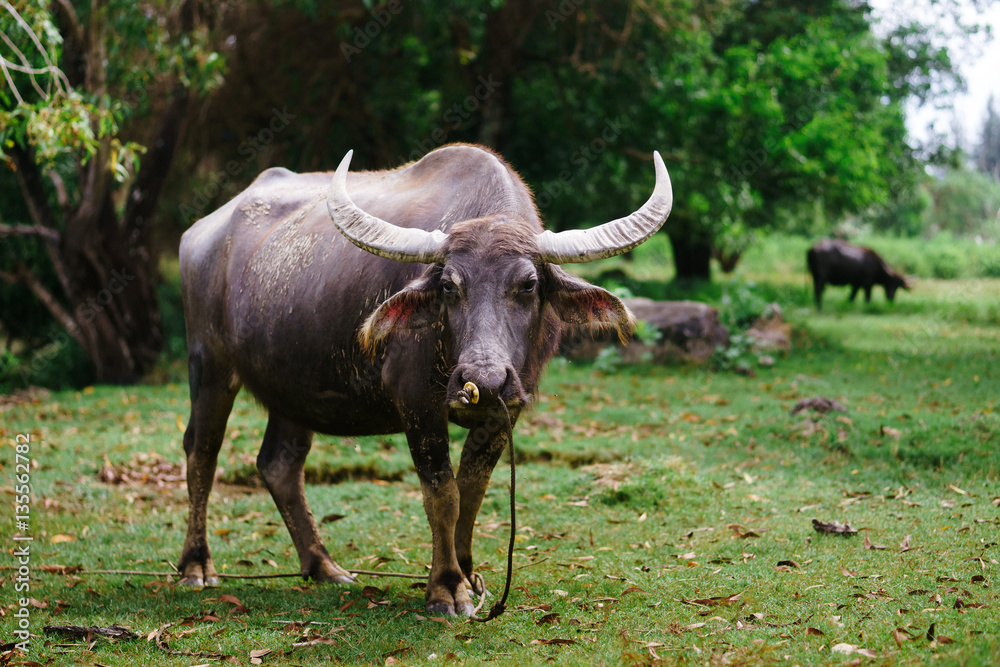 Cow grazing on a sunny day
