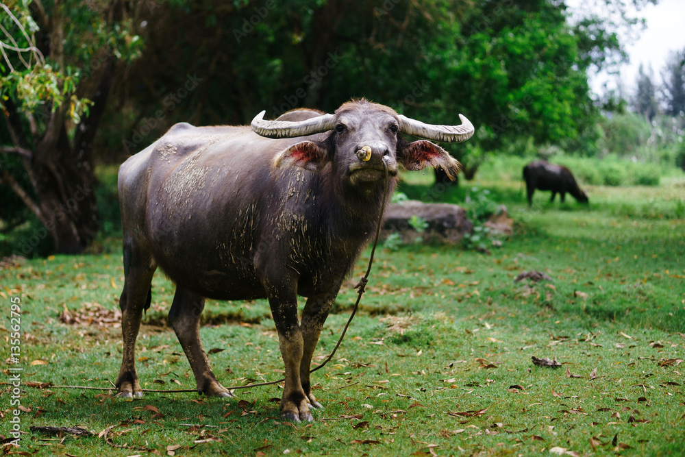 Cow grazing on a sunny day