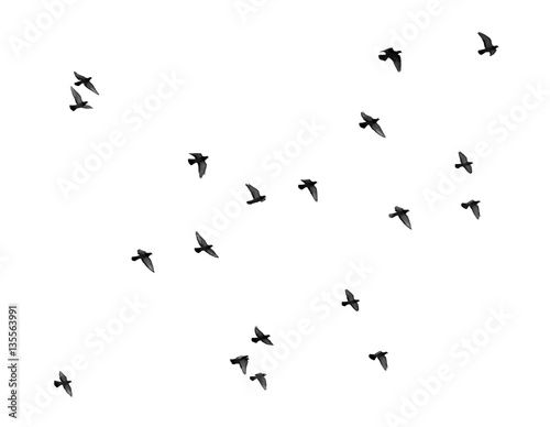 flock of pigeons on a white background