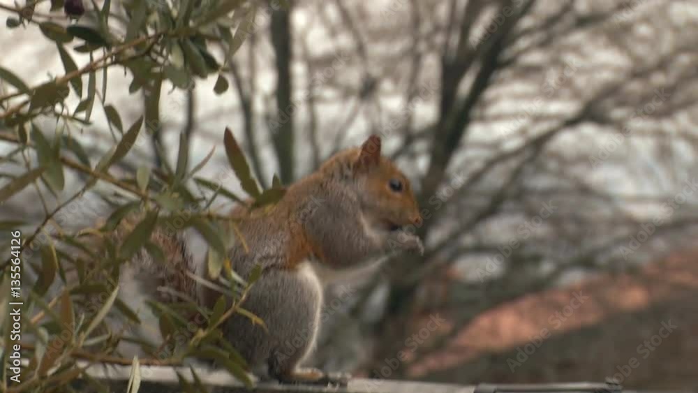Close up of a grey squirrel in slow motion Close up of a grey squirrel in slow motion