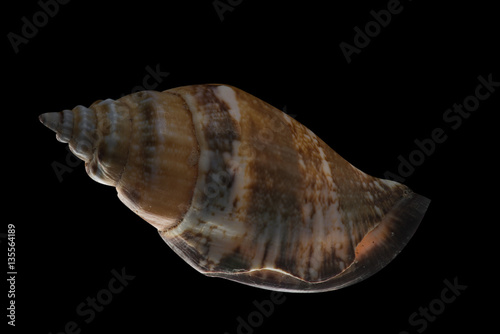 Glowing Shell © Cliff