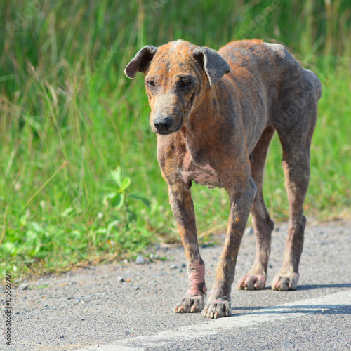 A stray Dog with skin disease.