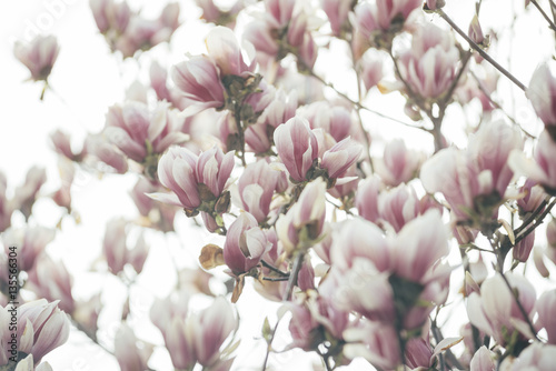 Naklejka Magnolia