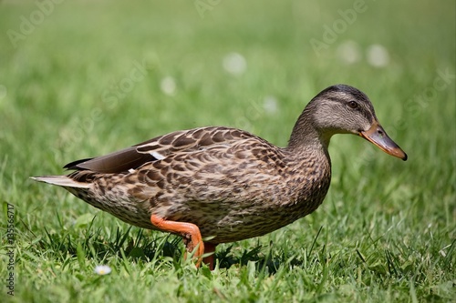Beautiful Wild duck walking on the mowed lawn.