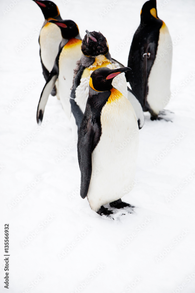 Fototapeta premium Penguins