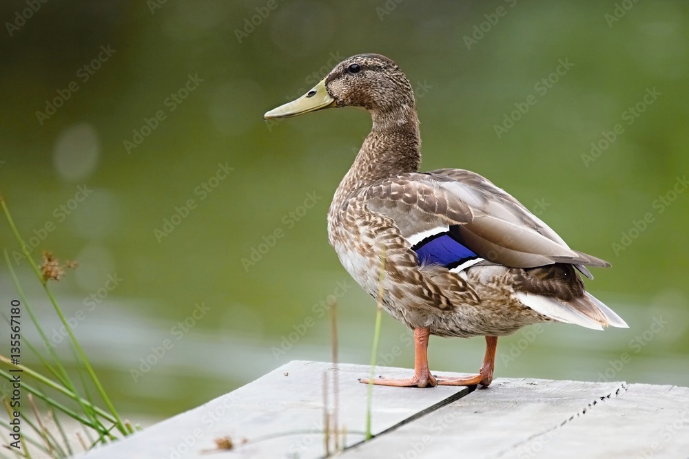 Fototapeta premium Europe, country Slovakia. Beautiful Wild duck stands on the bank of the river.
