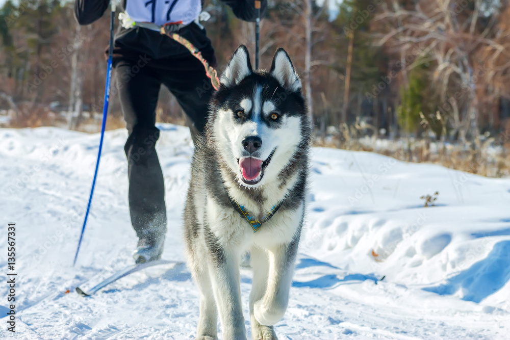 Skijoring man skiing runs with Husky in harness Skijoring man skiing runs with Husky in harness