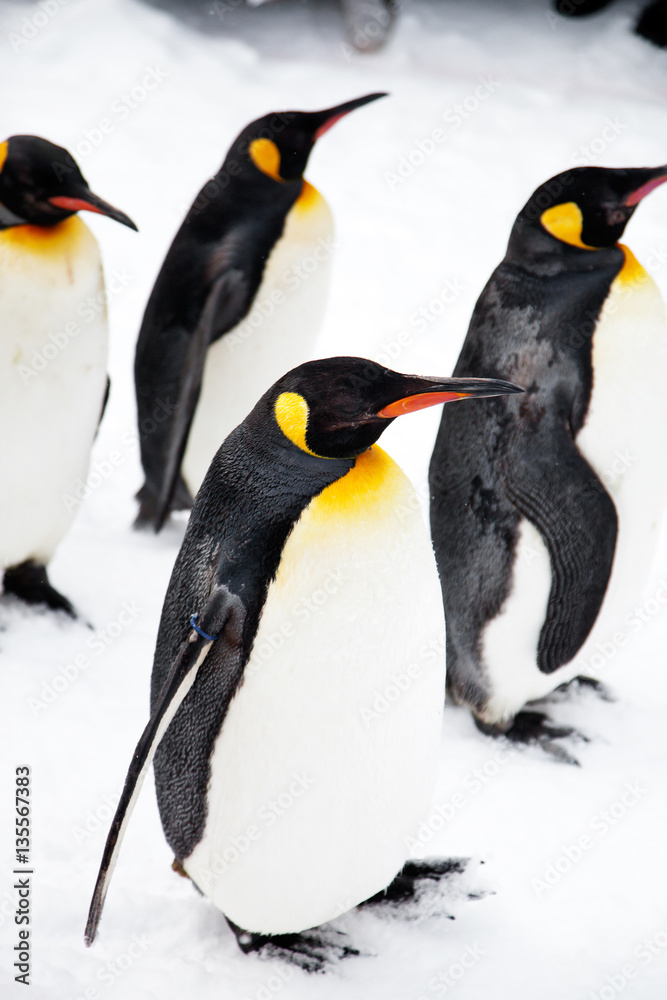 Fototapeta premium Penguins