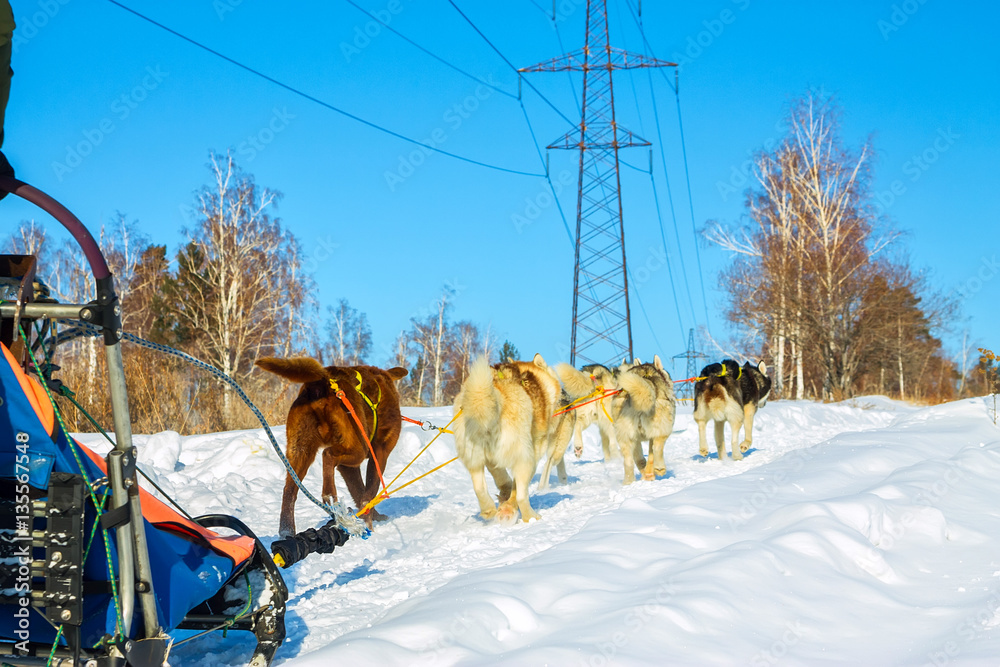 Naklejka premium The sled dogs malomuty and Husky running on the road ahead
