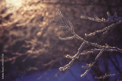 frozen branch in sunset, winter and snowy background 