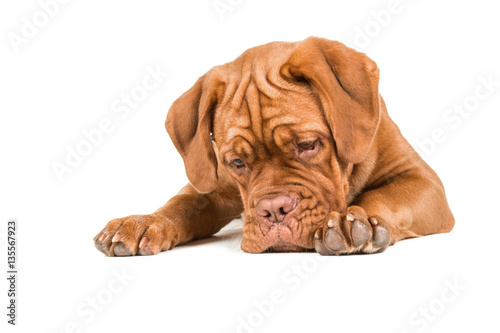 Dogue de bordeaux lying on the floor staring at the floor with paws to the front isolated on a white background