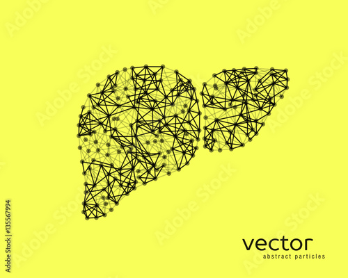 Vector illustration of human liver with cirrhosis.