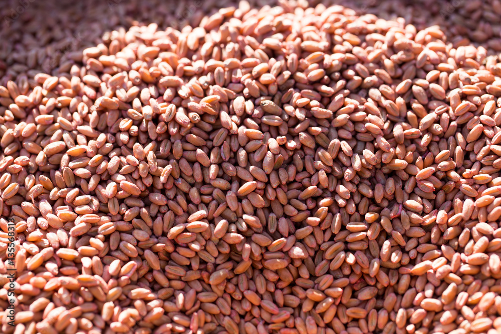 red wheat as background red wheat as background