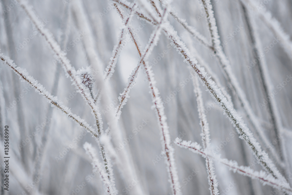 tree branches covered with snow, frozen winter photography