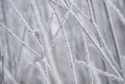 tree branches covered with snow, frozen winter photography © martingaal