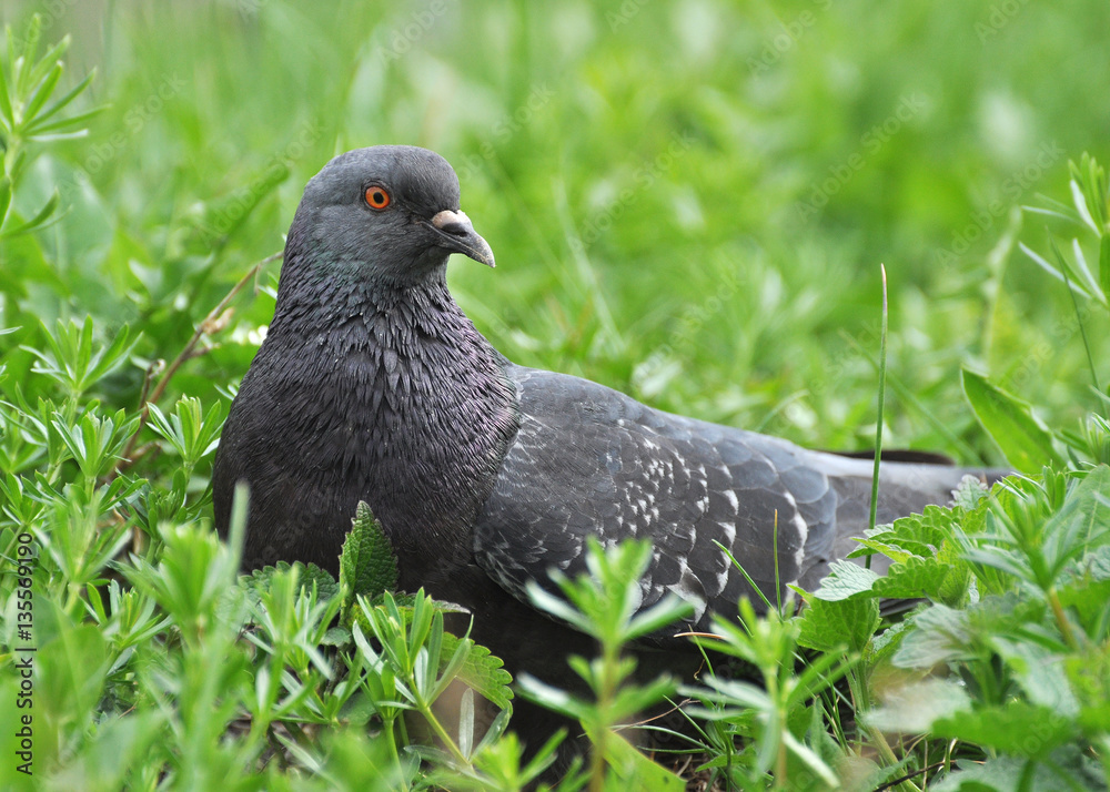 Pigeon in a grass in summer